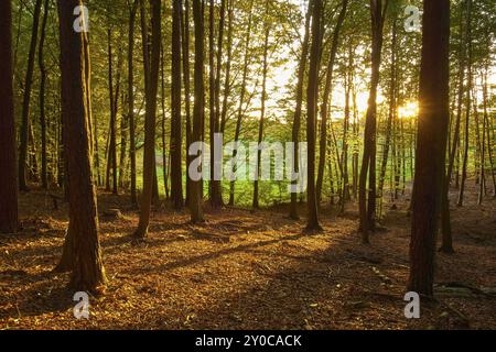 Une forêt paisible avec des rayons de soleil qui brillent à travers les arbres et la lumière d'automne dorée, Mechenard, Erlenbach, Miltenberg, Spessart, Bavière, Allemagne, Europ Banque D'Images