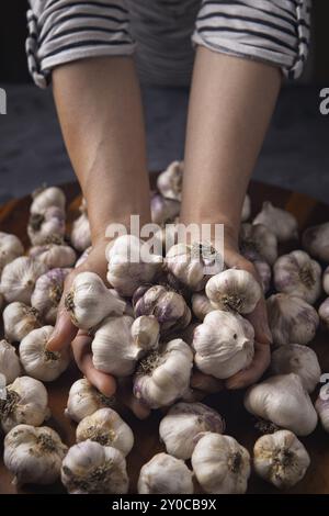 Une photo de studio d'une femme non identifiée tient un tas de bulbes d'ail qui ont été récemment récoltés Banque D'Images