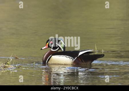 Un canard de bois mâle coloré nage dans les terres humides de Hauser, Idaho Banque D'Images