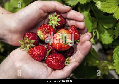 Tenant un bouquet de fraises fraîchement cueillies à la main Banque D'Images