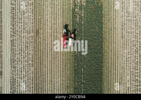 Vue en drone de dessus d'un tracteur et d'une remorque récoltant des tomates rouges dans un vaste champ agricole Banque D'Images