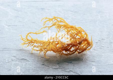 Mousse de mer irlandaise. Chondrus Crispus, algues crues biologiques saines, un gros plan sur fond d'ardoise, photographie alimentaire, photographie alimentaire Banque D'Images