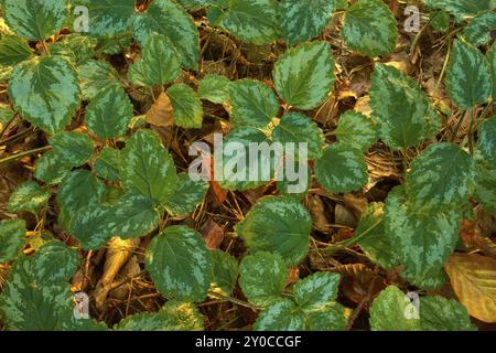 Museau jaune (Lamium galeobdolon), feuilles sur le sol de la forêt d'automne dans la lumière chaude Banque D'Images