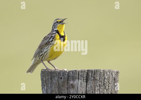 Un meadowlark est perché sur un poteau en bois et chante au National Elk and Bison Range dans l'ouest du Montana Banque D'Images