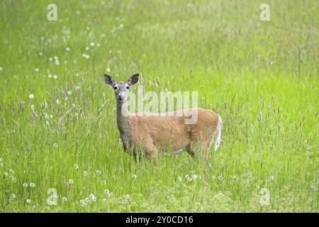 Un cerf à queue blanche se tient dans un champ herbeux mâchant de l'herbe dans l'est de Washington Banque D'Images