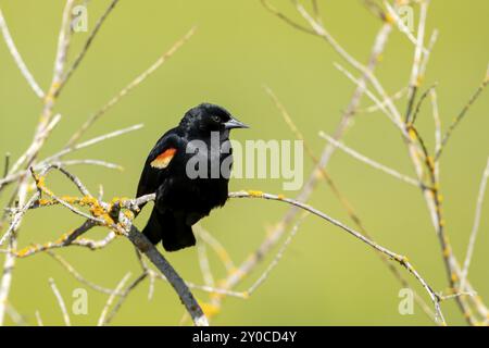 Un oiseau noir aux ailes rouges perché sur une brindille à Hauser, Idaho Banque D'Images