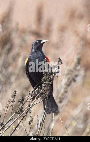 Un oiseau noir aux ailes rouges est perché sur quelques branches de bâton à Hauser, Idaho Banque D'Images