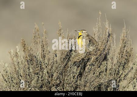 Un meadowlark de l'ouest est perché sur un buisson près de Coulee City, Washington Banque D'Images