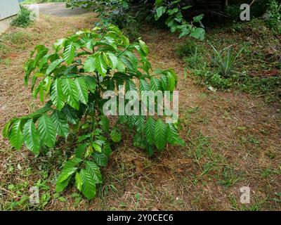 Feuille de brousse verte de jeune caféier Robusta planté, terre de terre couverte de feuilles sèches Banque D'Images