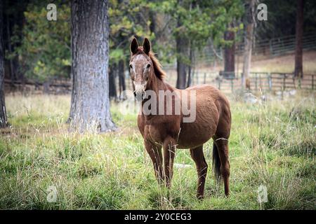 Un cheval de couleur châtaignier se dresse dans un champ herbeux dans le nord de l'Idaho Banque D'Images