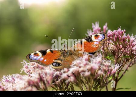 Grand papillon assis sur une fleur blanche sur un fond vert flou Banque D'Images