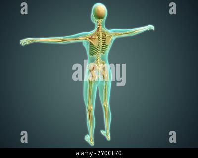 Illustration médicale du corps humain montrant le système squelettique, les artères, les veines et le système nerveux Banque D'Images