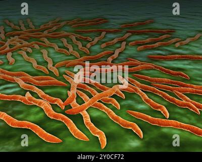 Vue microscopique d'un groupe de bactéries Borrelia burgdorferi, agent bactérien de la maladie de Lyme transmise par les tiques Banque D'Images