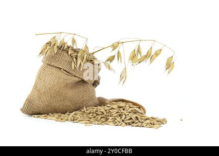 Grains d'avoine avec des coques ou des coques dans un sac de toile de jute isolé sur un fond blanc. Agriculture, alimentation et nutrition. Avoine commune ou Avena sativa Banque D'Images