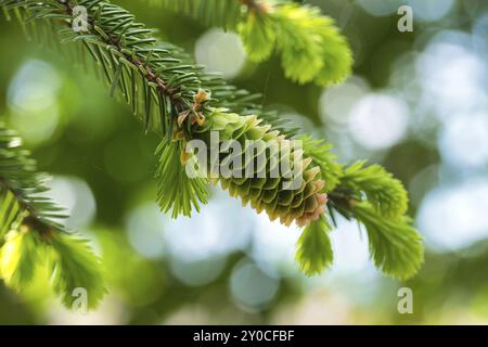 Gros plan d'un cône de sapin vert sur une branche de sapin, jeune cône de sapin montrant une teinte verte avec des notes de rose à ses extrémités sur un fond flou avec de la lueur Banque D'Images
