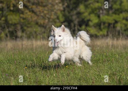 Courir chien islandais sur une prairie d'automne Banque D'Images