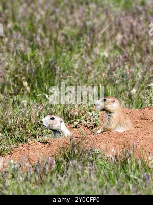 Un couple de chiens de prairie vigilants qui veillent à la sécurité de leur terrier Banque D'Images