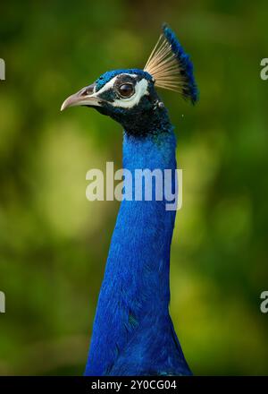 Perle indienne (Peacock) Pavo cristatus grand oiseau asiatique avec belle queue colorée, oiseau sauvage largement ouvert queue avec des centaines d'yeux et couronne sur t Banque D'Images