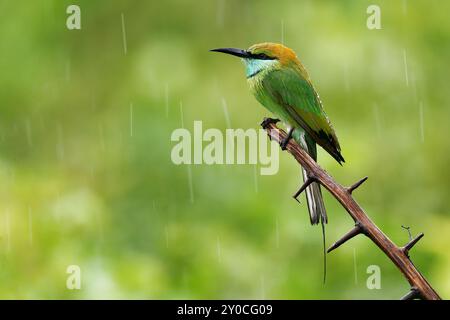 Mangeur d'abeilles vertes asiatiques Merops orientalis aussi peu mangeur d'abeilles vertes, oiseau au Sri Lanka largement distribué à travers l'Asie du sud de l'Iran à travers Banque D'Images