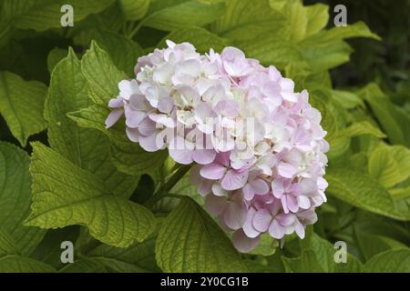 Magnifique fleur d'hortensia (hortensia) Banque D'Images