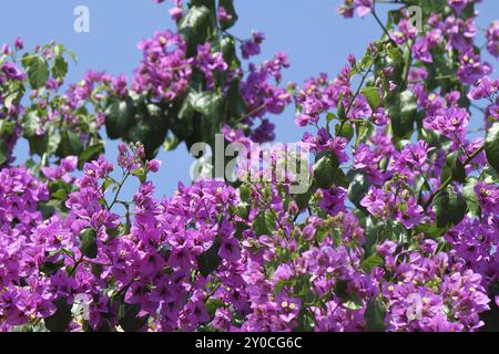 Belles fleurs de bougainvilliers sur fond de ciel bleu Banque D'Images