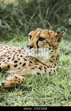 Un guépard apprivoisé sur la pelouse d'une ferme en Namibie couché sur le côté mais levant la tête pour regarder quelque chose qu'il trouve plutôt intéressant Banque D'Images