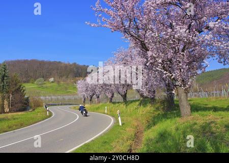 Floraison d'amandiers dans le Palatinat au printemps, floraison d'amandiers en Rhénanie Palatinat au printemps, Allemagne, Europe Banque D'Images