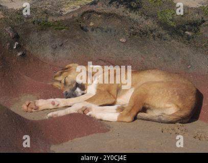 Chien endormi sur la plage de Leghzira sur l'océan Atlantique au Maroc Banque D'Images