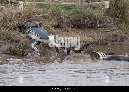 Marabou et les vautours se nourrissant d'un gnous mort dans la rivière Mara Banque D'Images