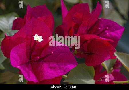 Bougainvilliers, gros plan, dans le jardin Banque D'Images