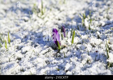 Fleur de crocus violette dans la neige pendant la journée ensoleillée de printemps Banque D'Images