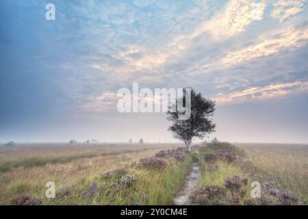 Arbre de bouleau sur landes fleuries au lever du soleil brumeux Banque D'Images