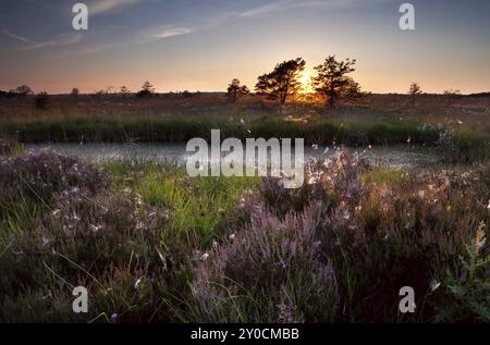 Coucher de soleil sur les marécages et la bruyère fleurie, Focheloerveen, pays-Bas Banque D'Images