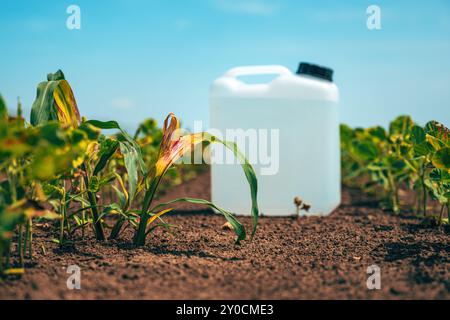 Plante de mauvaises herbes mourante et boîte herbicide dans un champ de soja cultivé, foyer sélectif Banque D'Images