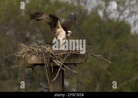 Balbuzard de l'Ouest (Pandion haliaetus) ? aussi appelé faucon de mer, faucon de rivière et faucon de poisson Banque D'Images