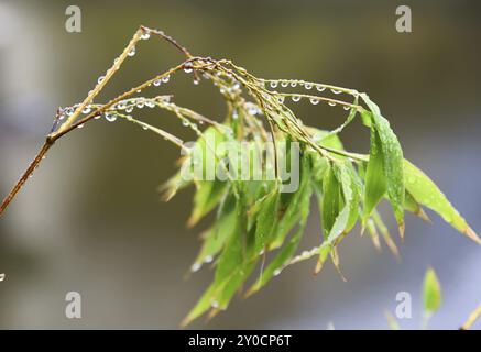 Den Helder, pays-Bas. 24 juillet 2023. Feuilles de bambou avec des gouttes de pluie Banque D'Images