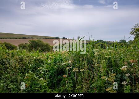 Vue sur les champs à Southease, près de Lewes, East Sussex Banque D'Images