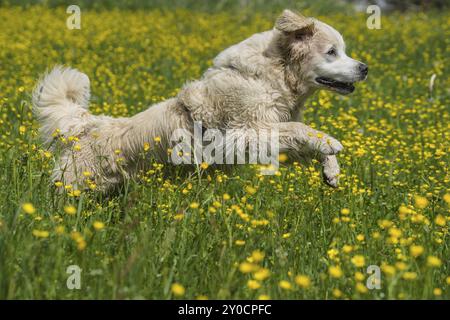 Golden Retriever sur une prairie printanière Banque D'Images