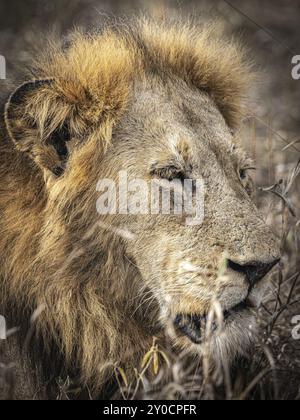 Lion mâle (Panthera Leo), portrait, Balule Plains, Afrique du Sud, Afrique Banque D'Images