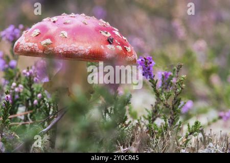 Tabouret dans un champ de bruyère dans la forêt. Champignon toxique. Capuchon rouge avec points blancs. Gros plan de la nature en forêt Banque D'Images