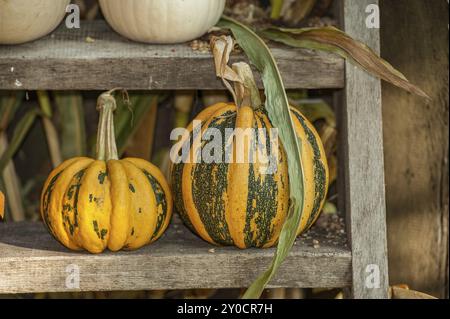 Deux citrouilles sur une étagère en bois, feuilles et paniers sur le côté comme décoration d'automne, borken, muensterland, Allemagne, Europe Banque D'Images