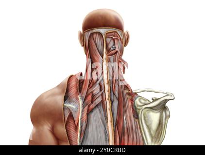 Anatomie humaine montrant des muscles profonds dans le cou et le haut du dos Banque D'Images