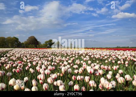 Tulipde rouge et blanche sur les champs de printemps hollandais, Alkmaar, Hollande du Nord Banque D'Images