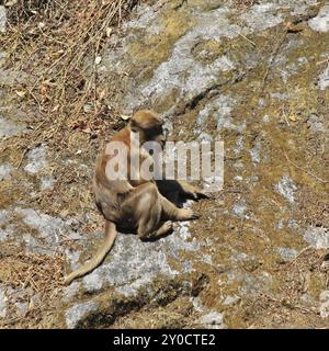 Singe rhésus brun assis sur un rocher. Scène à Lama Hôtel, Langtang National Park, Népal, Asie Banque D'Images