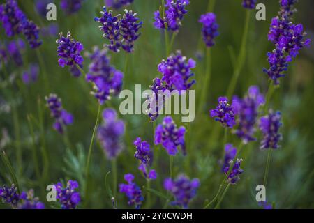 Fleurs de lavande violettes sur un buisson de lavande vert Banque D'Images