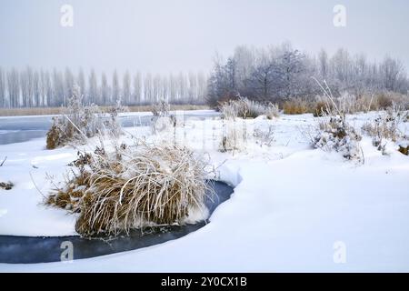 Plantes givrées et neige sur rivière gelée en hiver Banque D'Images