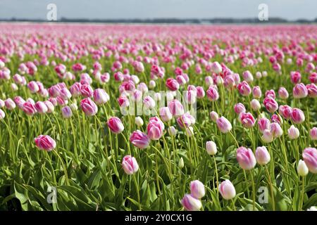 Beaucoup de tulipes roses dans les champs de printemps à Alkmaar, Hollande du Nord Banque D'Images