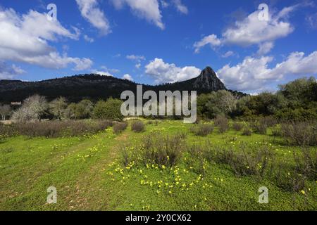 Puig de ses Bruixes de 355 mts, sierra de Galdent, llucmajor, majorque, Îles baléares, espagne Banque D'Images