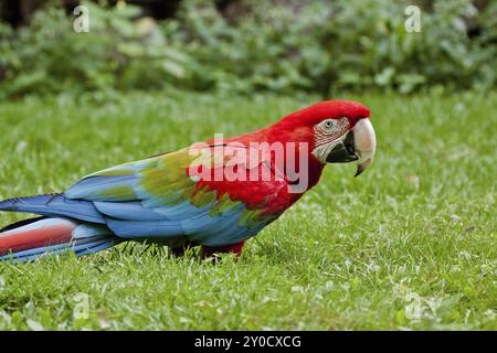 Aras rouge et vert (Ara chloroptera), arachas à ailes vertes Banque D'Images