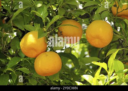 Orange sur l'arbre, fruit orange sur l'arbre Banque D'Images